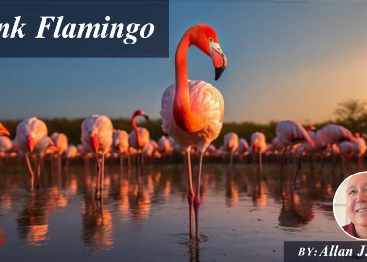 Pink Flamingo