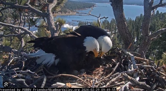 'Heartbreaking.' The Bald Eagles' Eggs Appear to Have Failed – HotAir