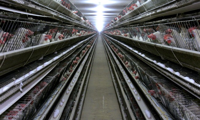 Texas Egg Producer Halts Operations – HotAir