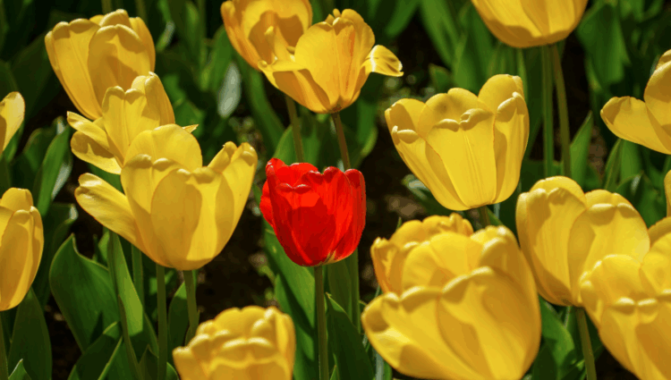 One of These (Beatitudes) Is Not Like the Others! ~ The Imaginative Conservative