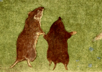 Wisdom in the Willows ~ The Imaginative Conservative