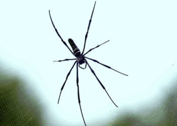 Arachnophobia in Suburbia ~ The Imaginative Conservative