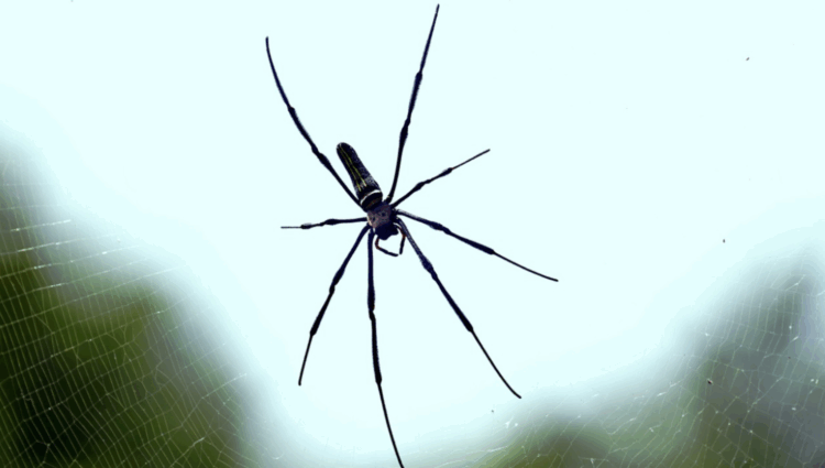 Arachnophobia in Suburbia ~ The Imaginative Conservative