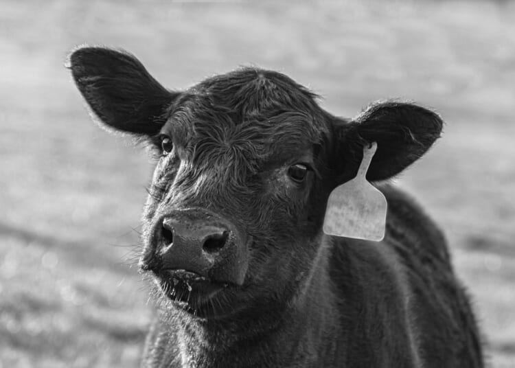 Digital ID tags humans as livestock