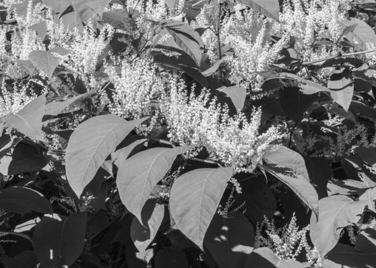 Fabian knotweed is choking us