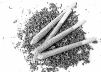 Marijuana as well as fanaticism is a factor in most mass shootings