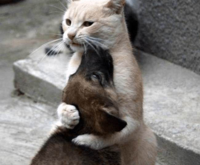 Associated Press Takes Another Swipe at Your Pets – HotAir