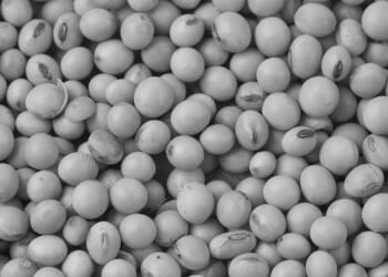 The scandal of soy beans – and hypocrisy of COP30’s highway through the rain forest