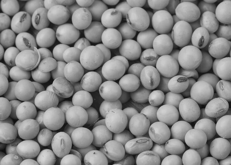 The scandal of soy beans – and hypocrisy of COP30’s highway through the rain forest