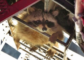 A Drunk American Raccoon Has More Charm Than a Dumb British Prince – HotAir