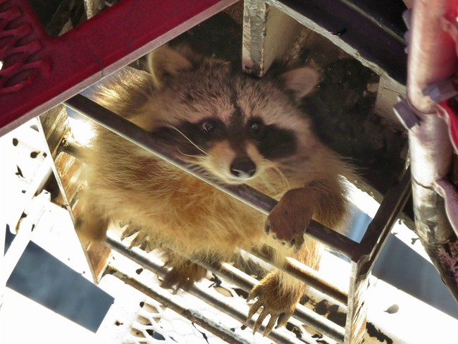 A Drunk American Raccoon Has More Charm Than a Dumb British Prince – HotAir