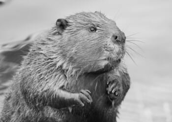 Rewilding is a vanity project that harms the creatures it's meant to help