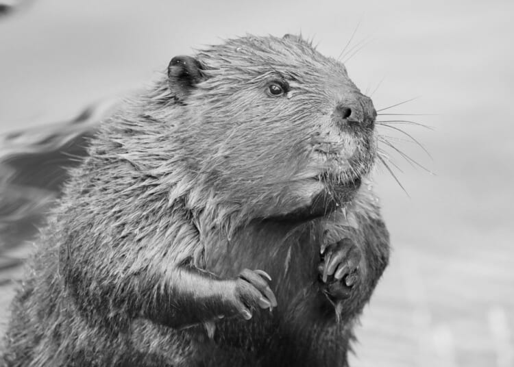 Rewilding is a vanity project that harms the creatures it's meant to help