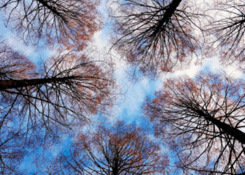 Composer of Joy & Consolation ~ The Imaginative Conservative