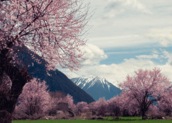 Martyr of Forbidden Tibet ~ The Imaginative Conservative