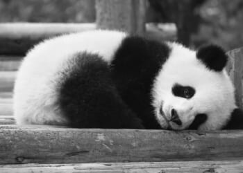 Animal rights, the parasite eating the heart out of conservation