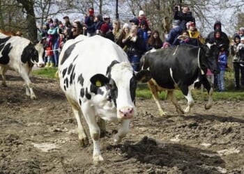 Another Sure Green Thing Dead Bugs – HotAir