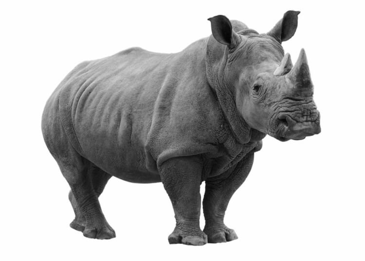 Don’t be a dull diversity rhinoceros