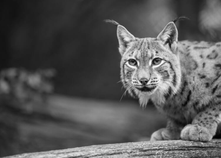 Lynx fanatics won’t take No for an answer