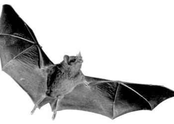Must the media be forever bamboozled by bat flu?