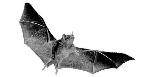 Must the media be forever bamboozled by bat flu?
