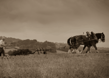 A 1950s childhood, Part 1: Helping with the horses
