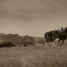 A 1950s childhood, Part 1: Helping with the horses