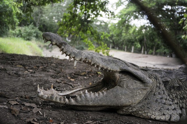 3 Year-Old Boy Rescued After Being Thrown Into Crocodile Pit by 'Unhinged Man' – HotAir