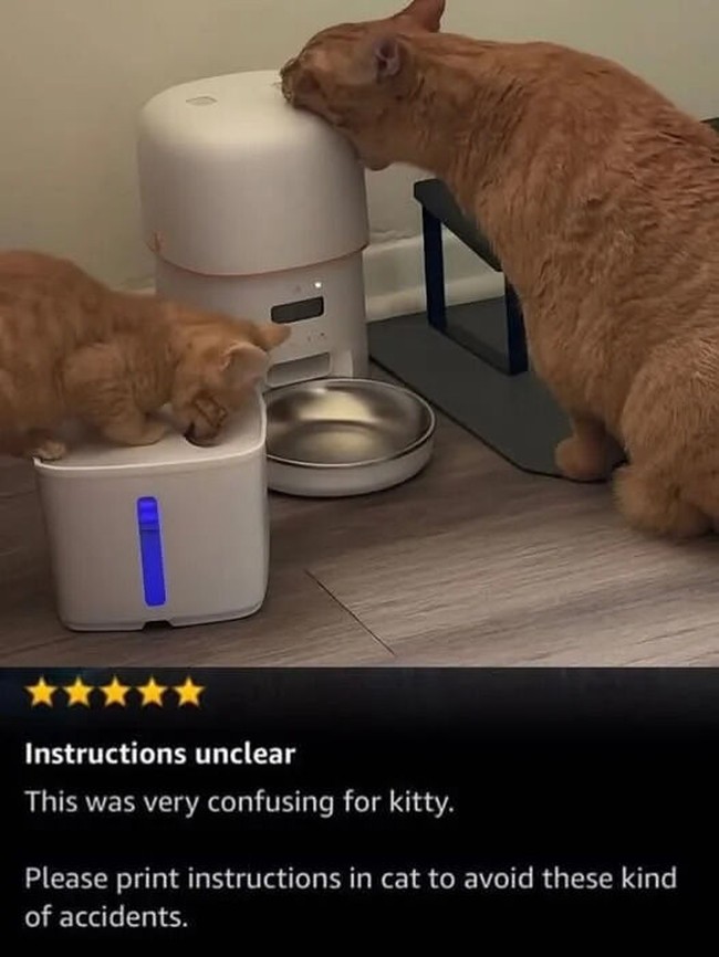 kitty