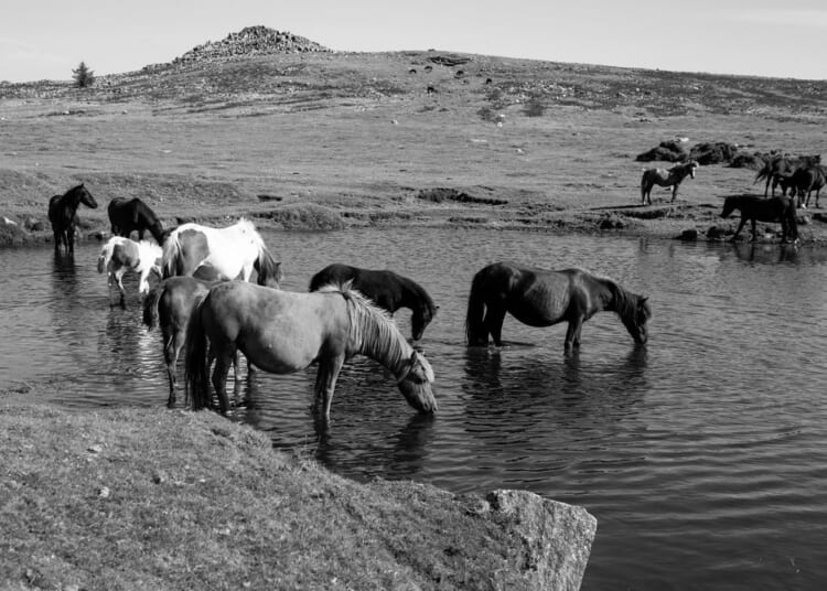 Eco-nuts will kill off Dartmoor’s ponies