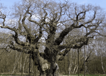 Trees and Tradition ~ The Imaginative Conservative