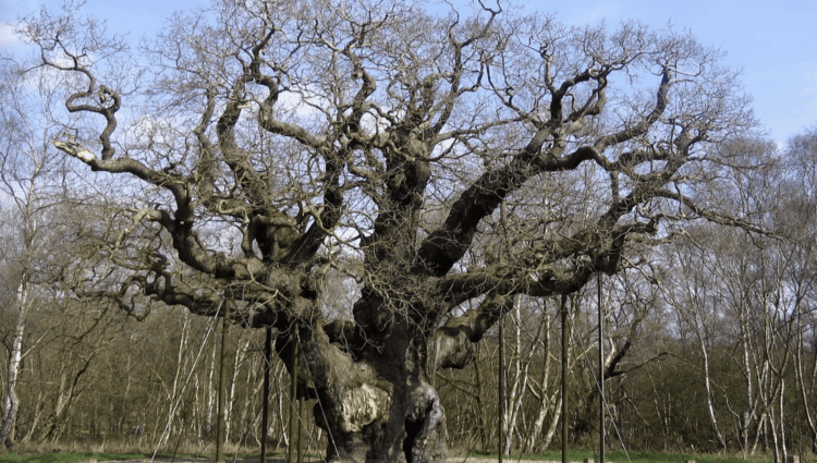 Trees and Tradition ~ The Imaginative Conservative