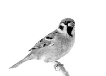 The Ashworth Collection: The song of the sparrow