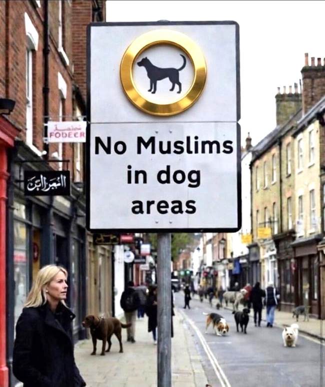 dog area