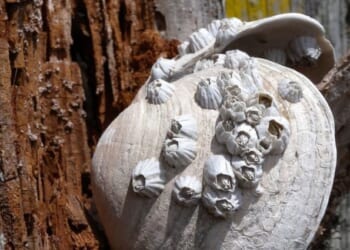 Barnacles: Liberal Education & the Art of Coming Unstuck